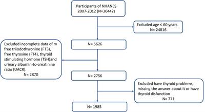 Thyroid function and thyroid homeostasis parameters are associated with increased urinary albumin excretion in euthyroid individuals over 60 years old from NHANES